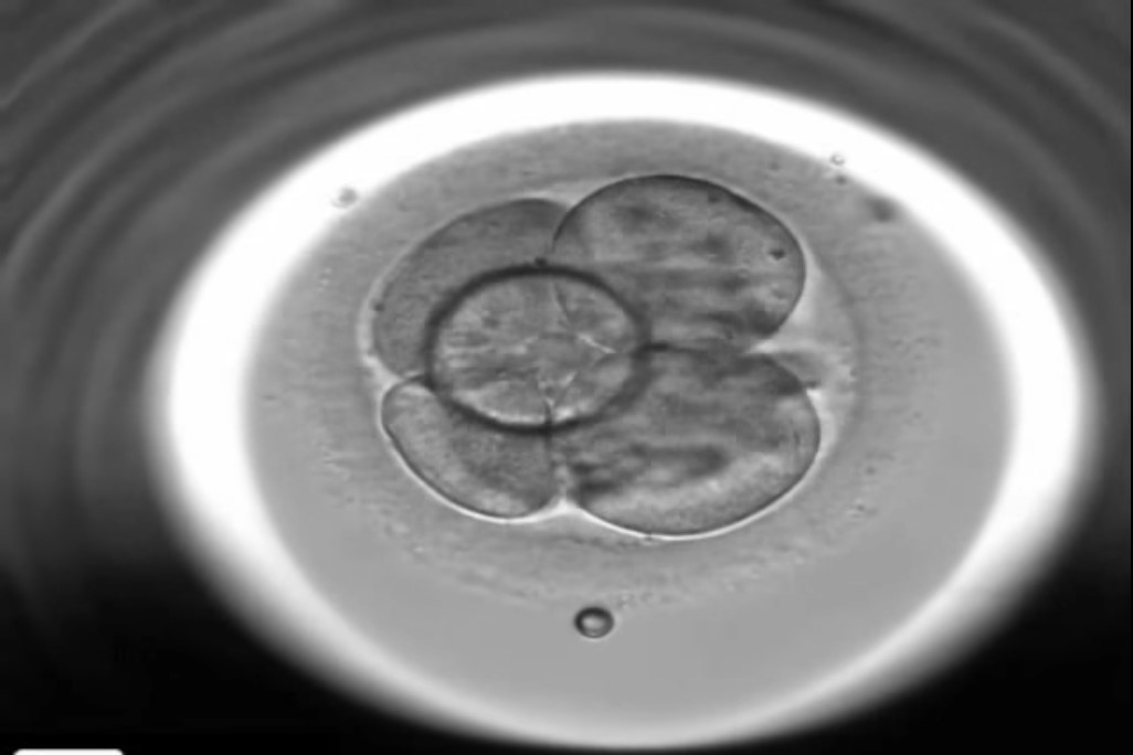 timelapse-embryo.jpg