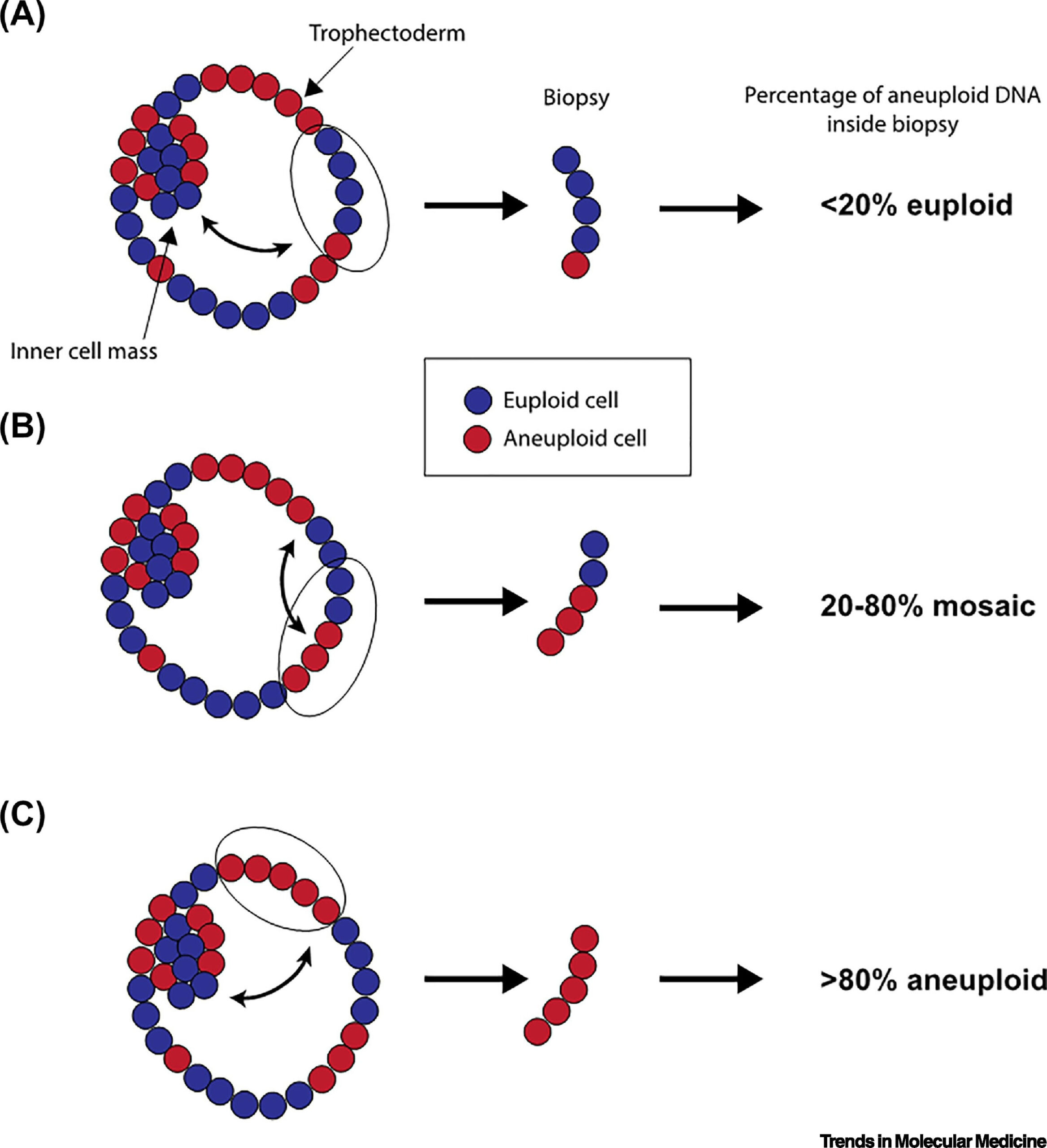 Medical Image of Chromosomes and Embryos showing an illustration of chromosomes and embryos with different numbers of chromosomes to represent the concept of aneuploidies and mosaicism.