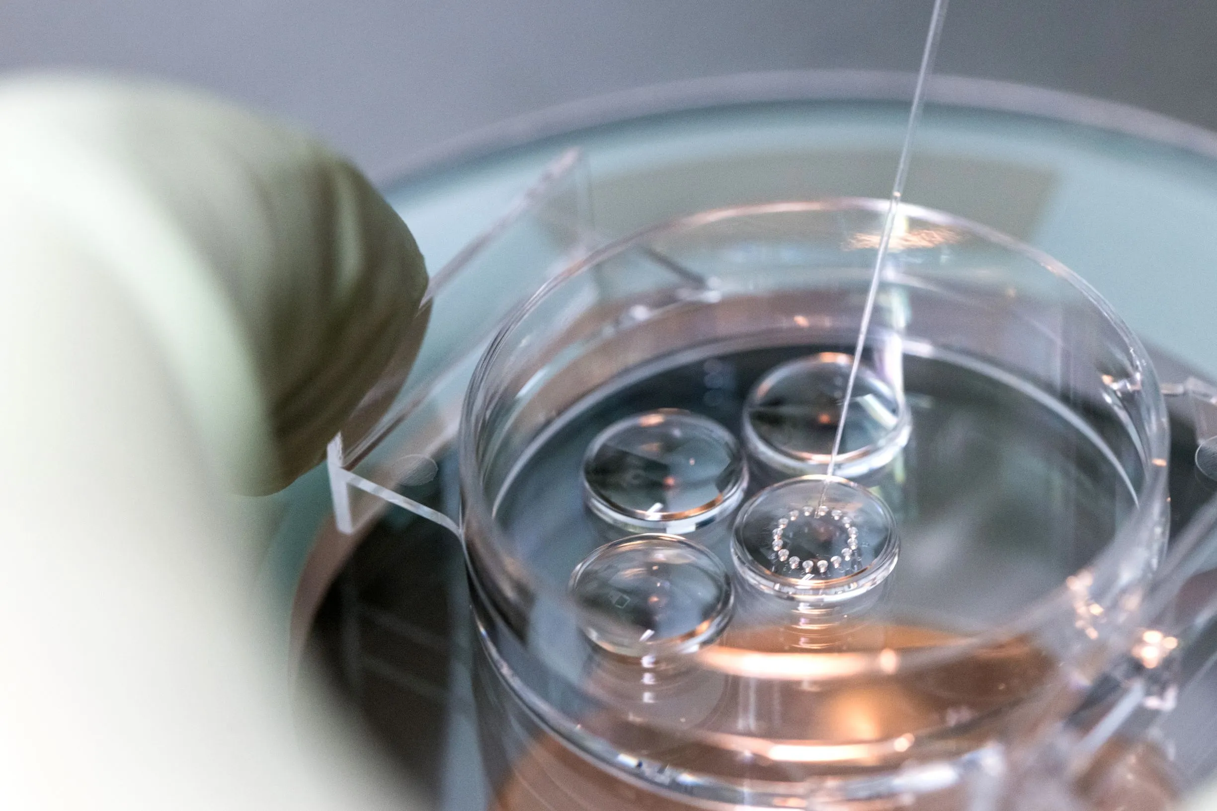Best IVf programs have lower RIF rates